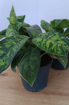 Homalomena