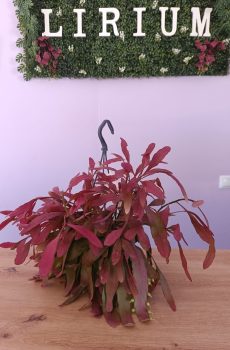 Rhipsalis Red Coral