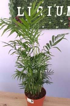 Chamaedorea