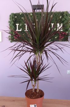 Dracaena Magenta