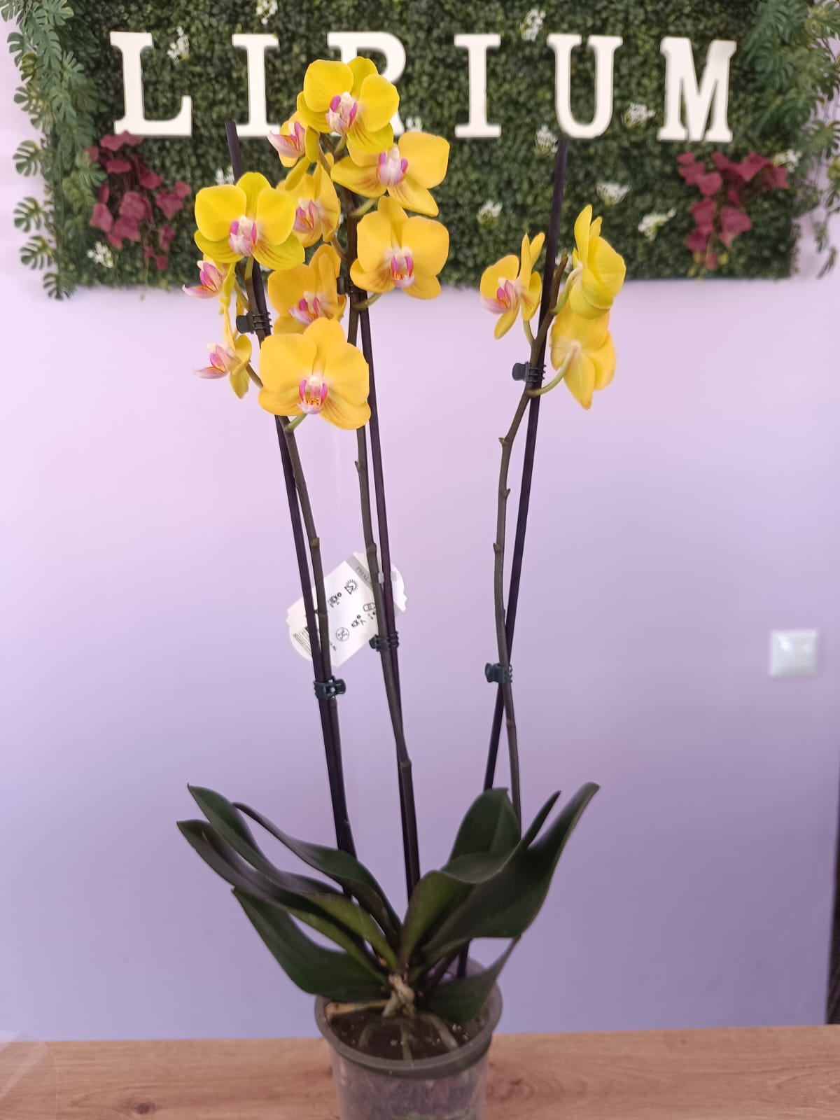 Phalaenopsis Amarela - Image 2