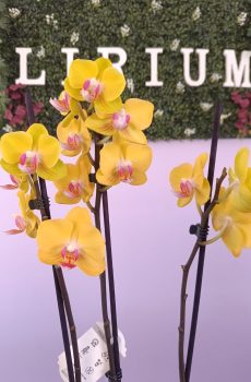 Phalaenopsis Amarela