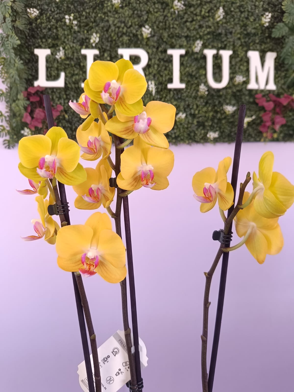 Phalaenopsis Amarela