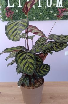 Calathea