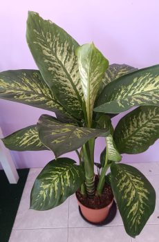 Dieffenbachia