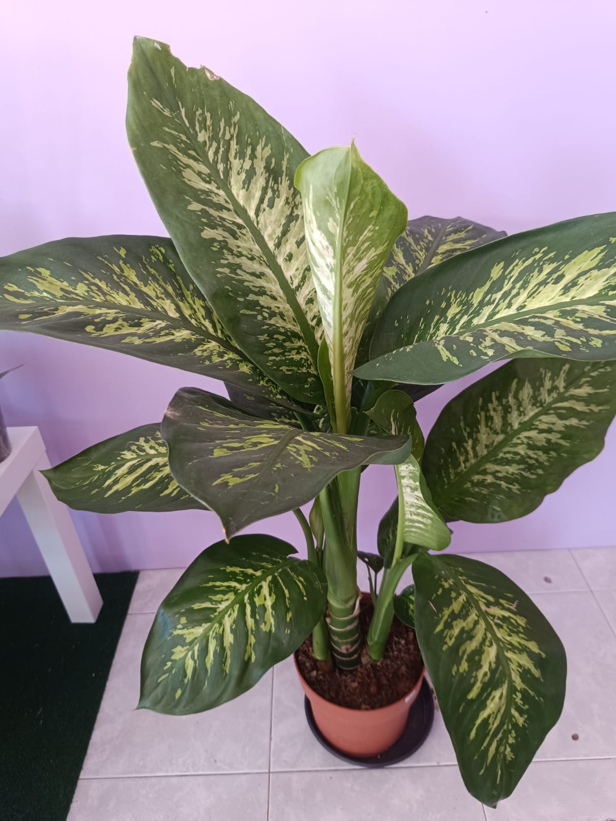 Dieffenbachia