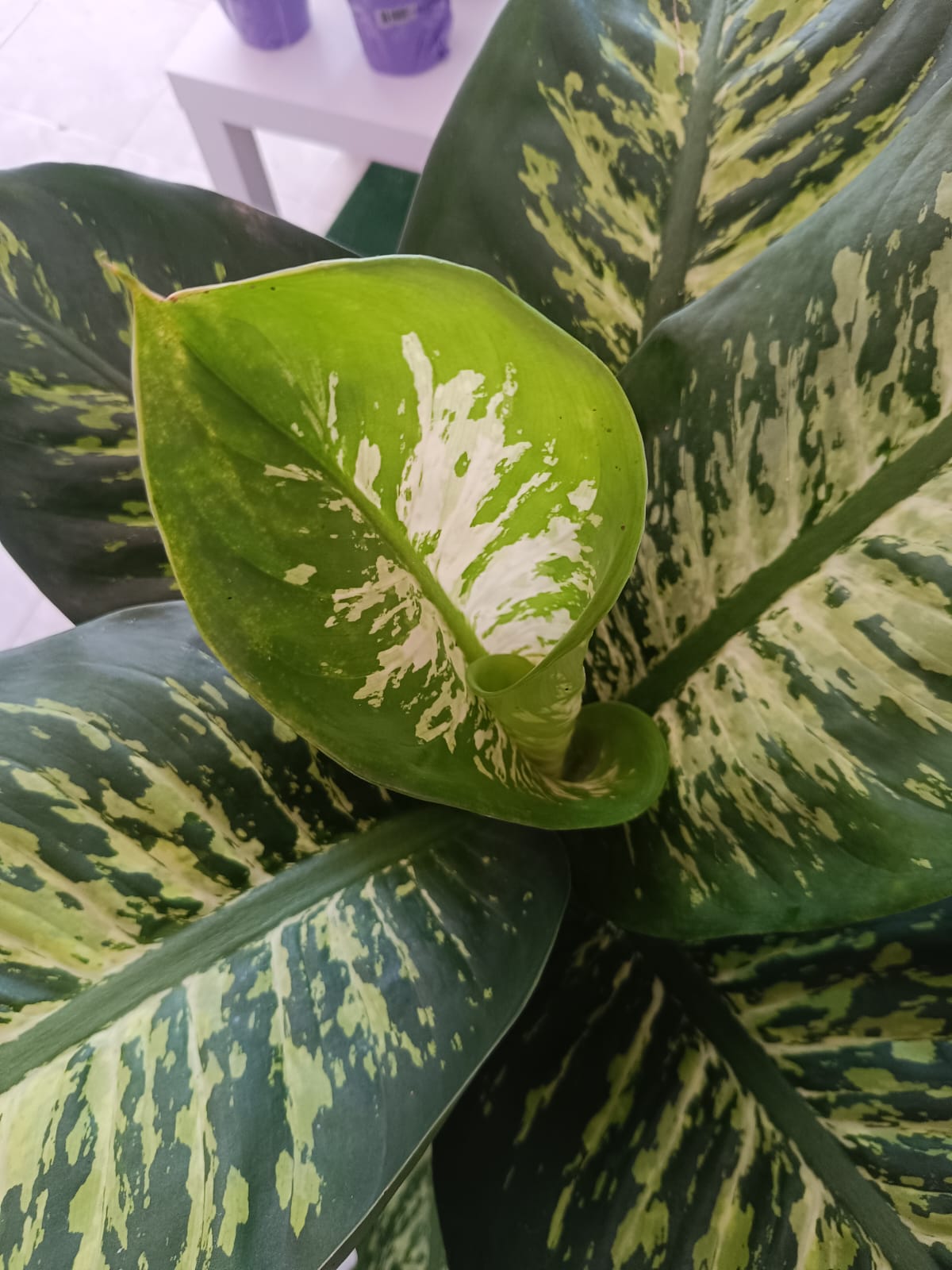 Dieffenbachia - Image 2