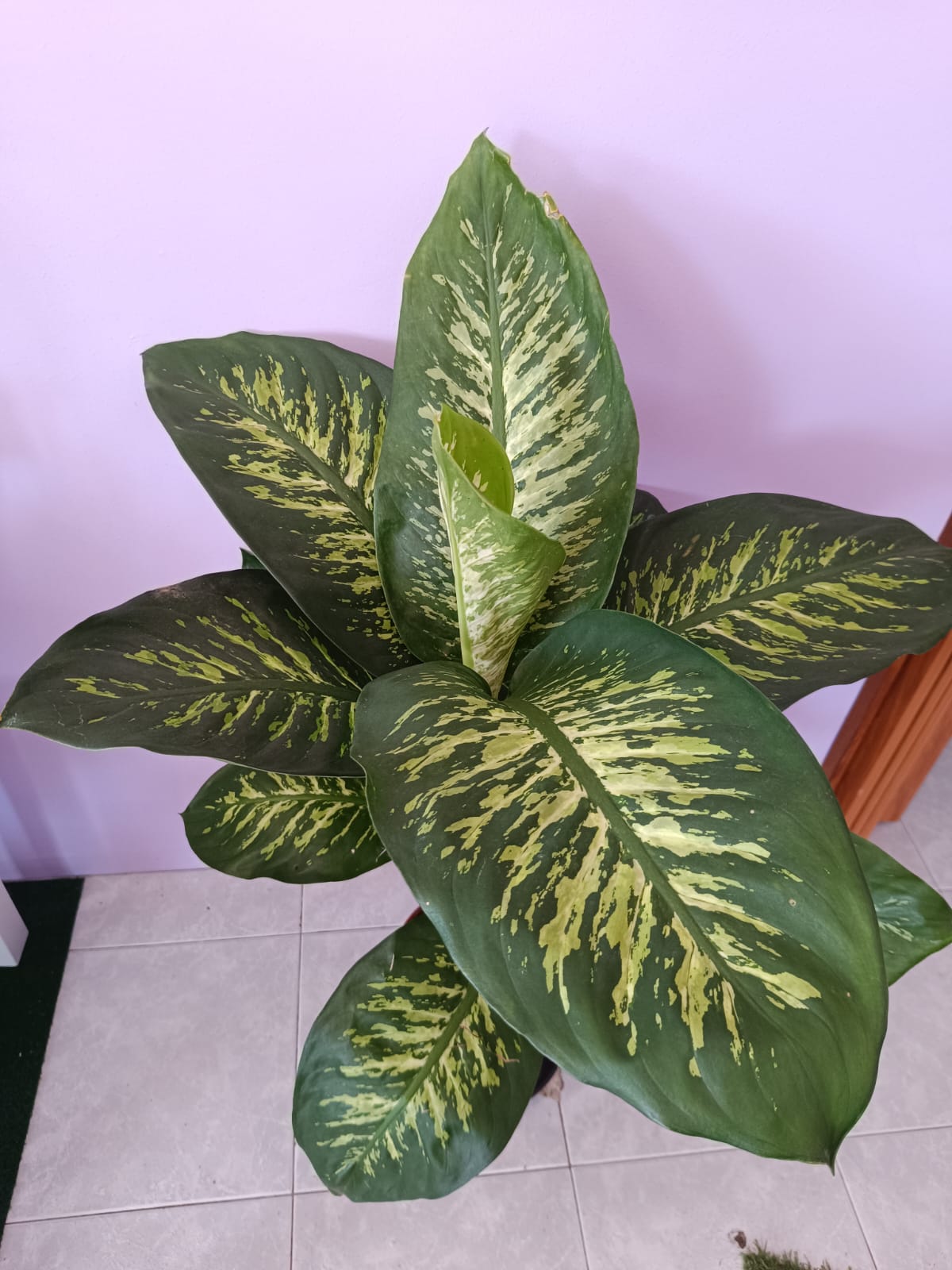 Dieffenbachia - Image 3