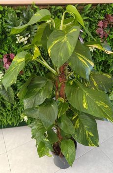 Epipremnum