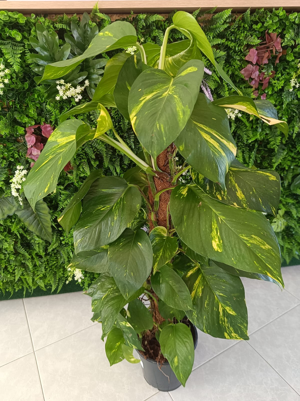 Epipremnum