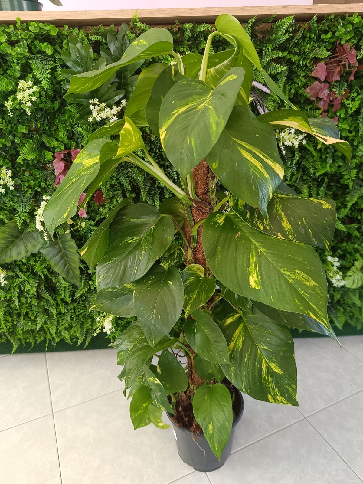 Epipremnum - Image 2