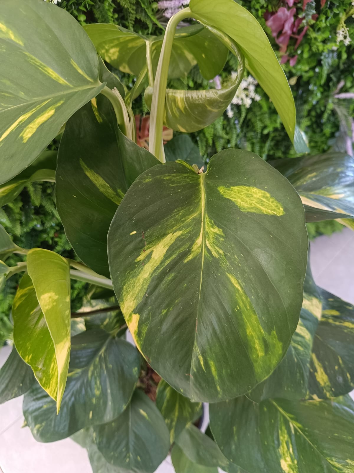 Epipremnum - Image 3