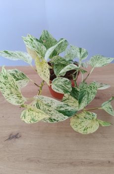 Epipremnum
