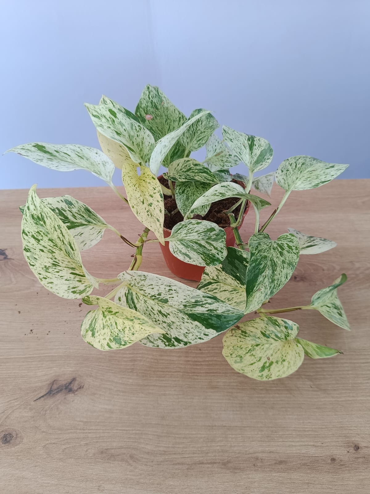Epipremnum