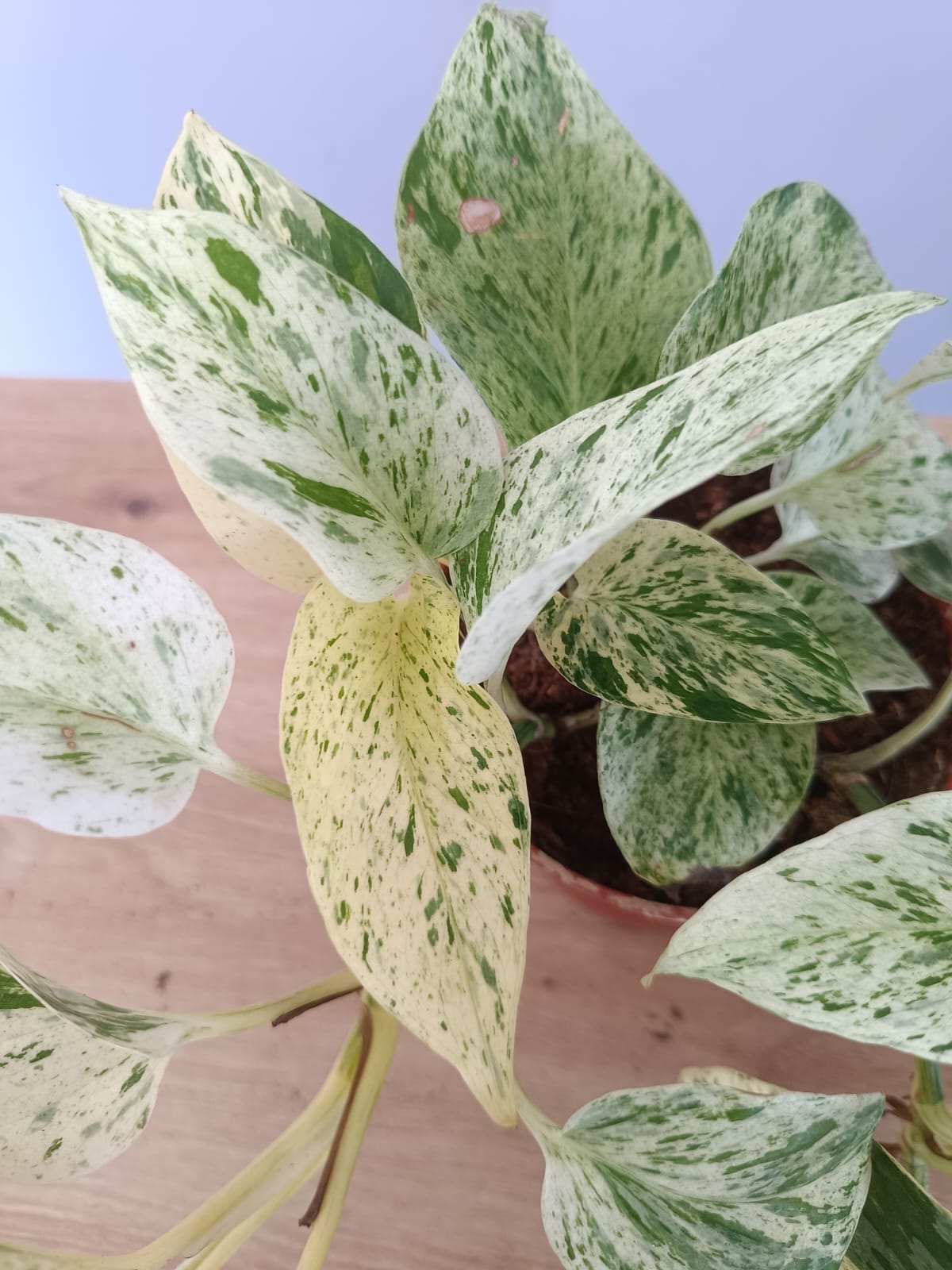 Epipremnum - Image 2