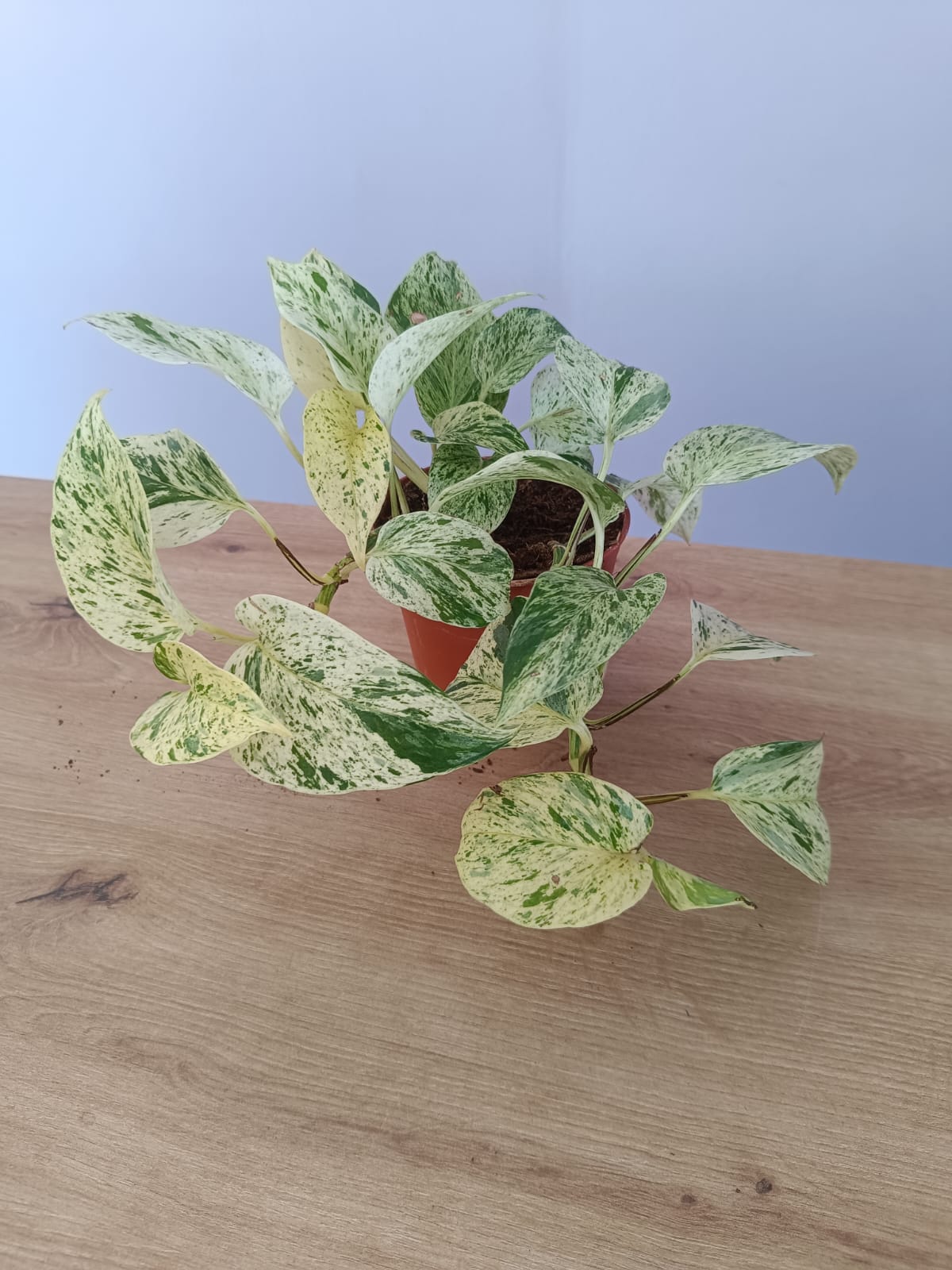 Epipremnum - Image 3