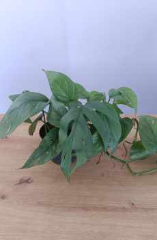 Monstera Trepadeira