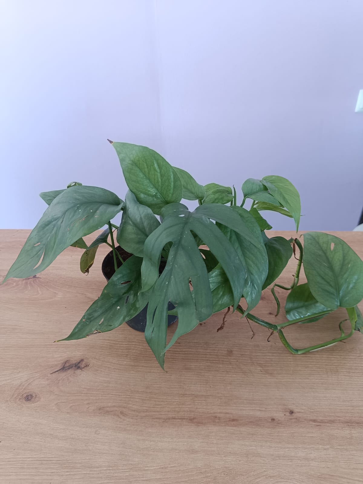 Monstera Trepadeira