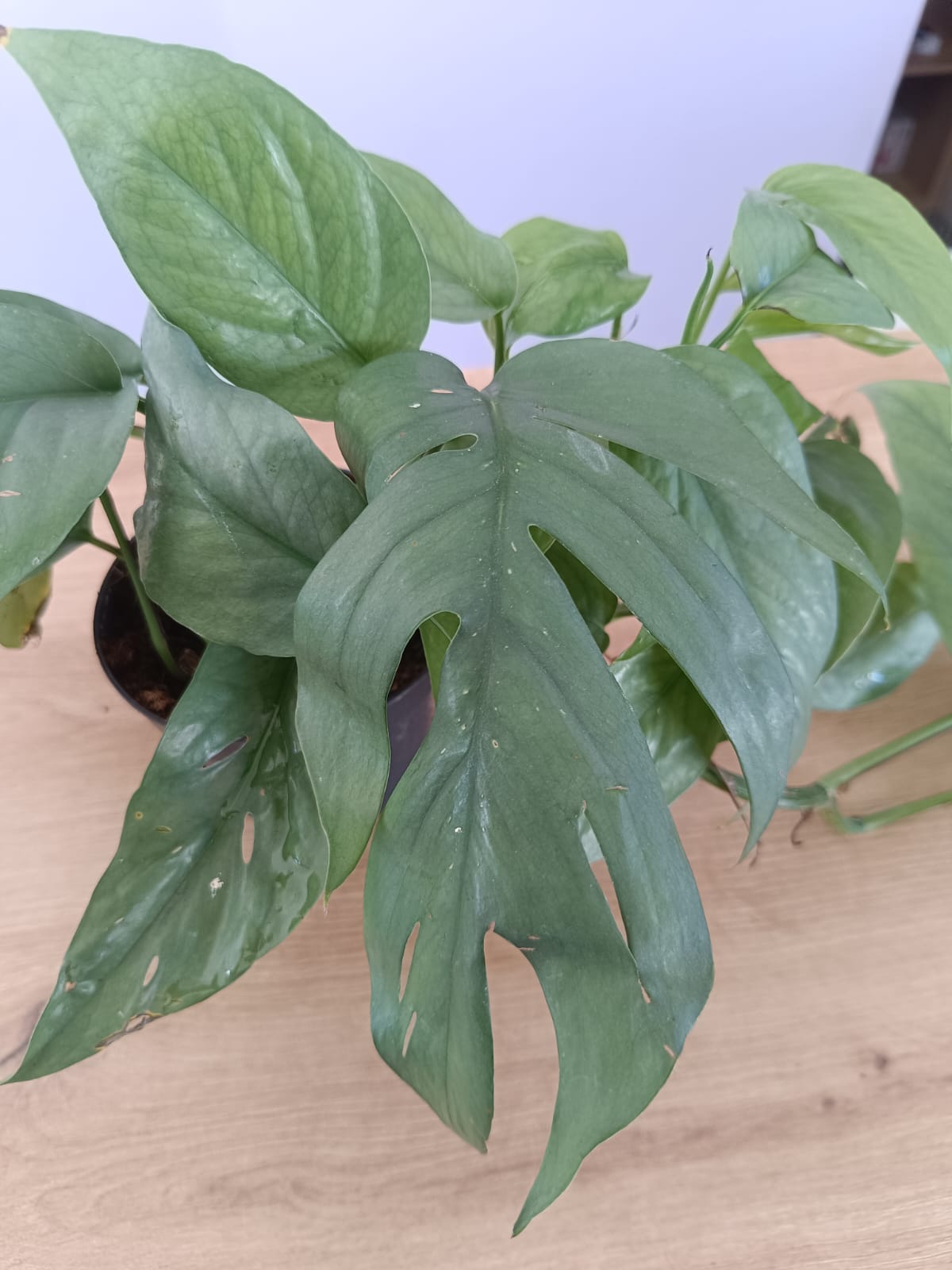 Monstera Trepadeira - Image 2