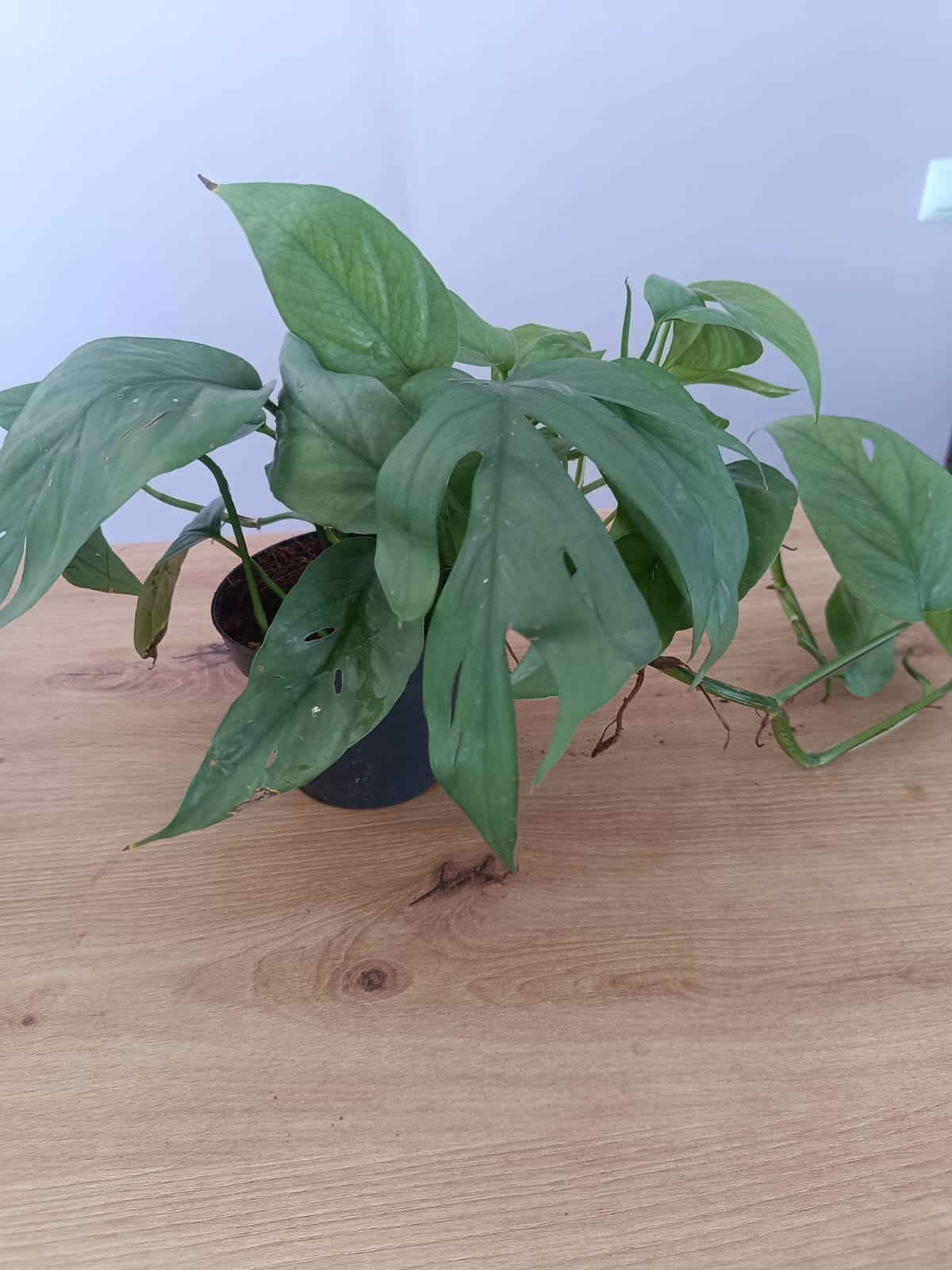 Monstera Trepadeira - Image 3