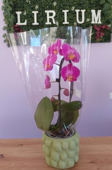 Phalaenopsis Rosa