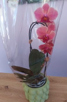 Phalaenopsis Rosa