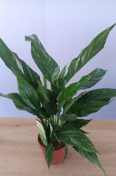 Spathiphyllum Diamond