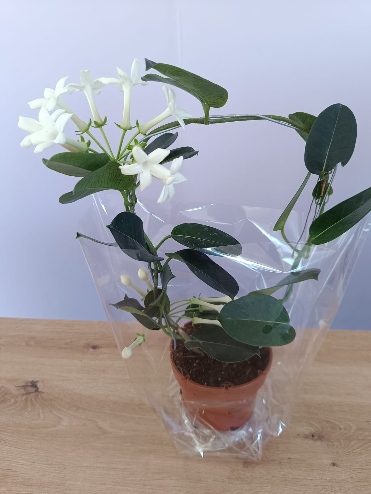 Stephanotis - Image 3