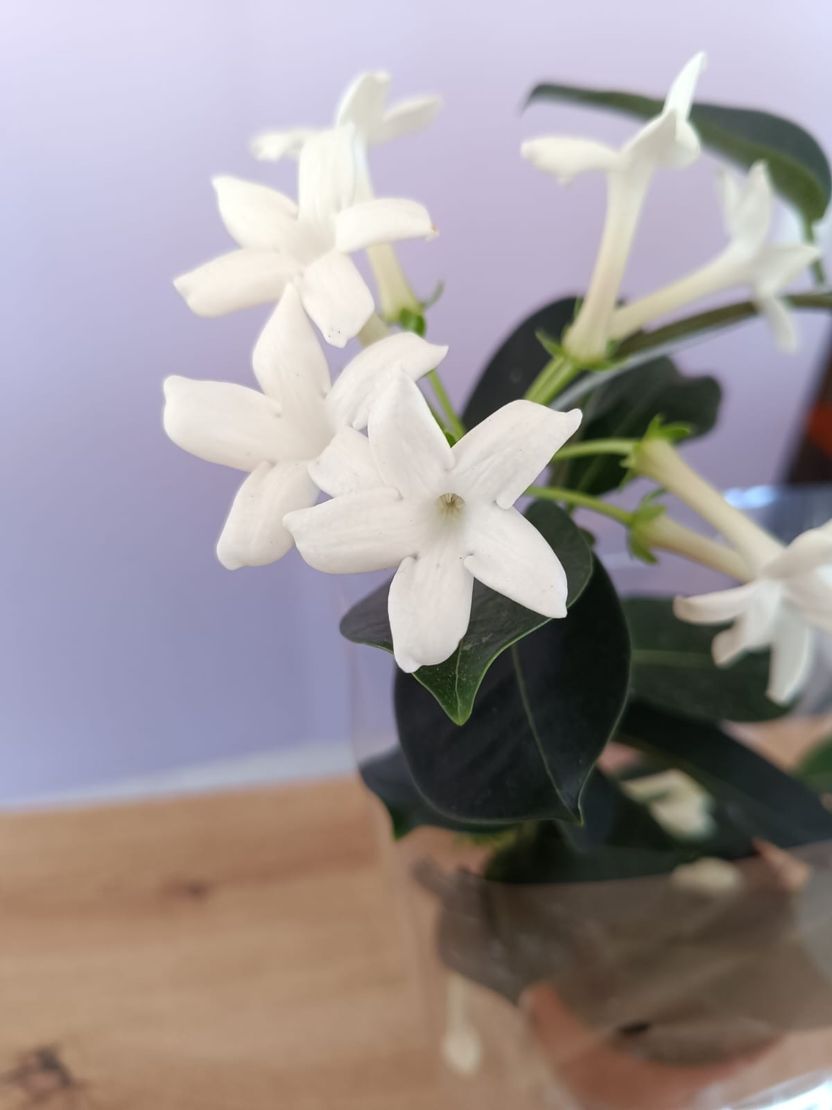 Stephanotis - Image 2