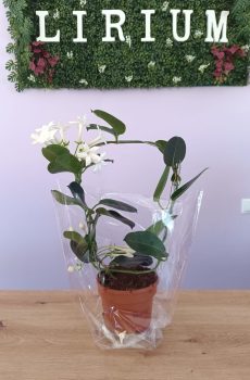 Stephanotis