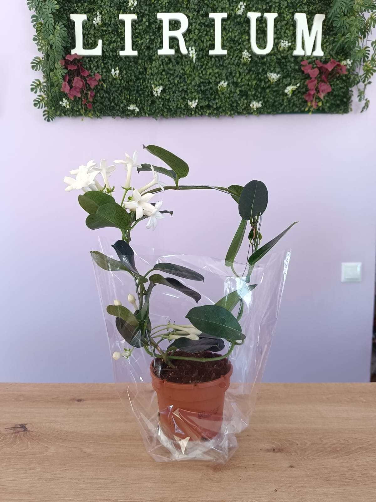 Stephanotis